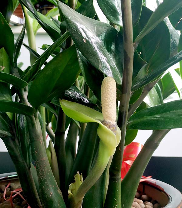 博皓金錢樹開花了